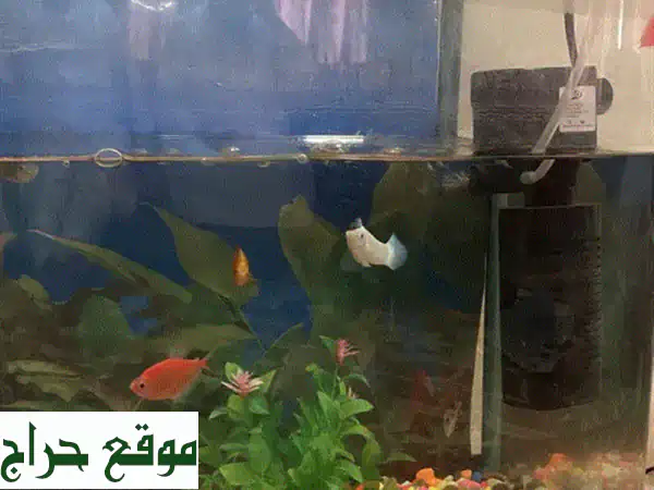 Aquarium fish tank with filter