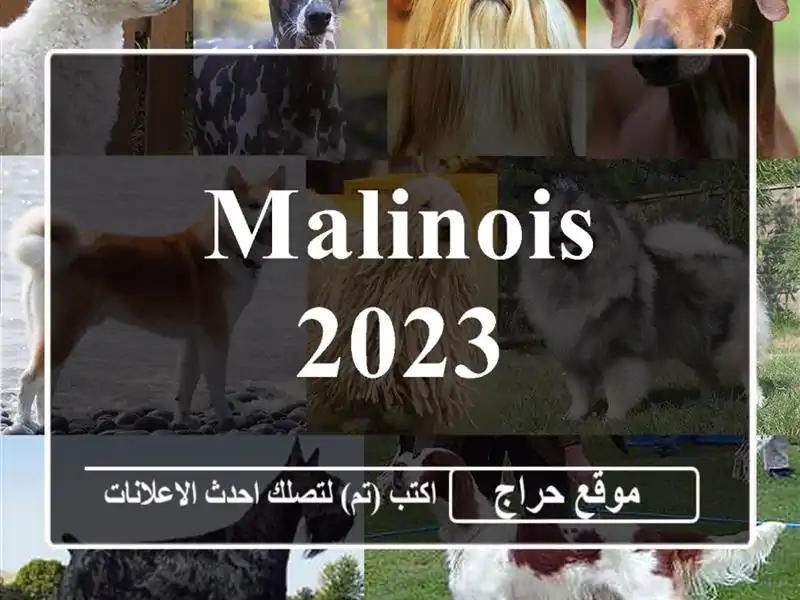 Malinois 2023