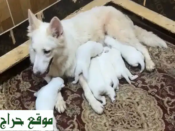 white German shepherd puppies يراوه وايت جيرمن شيبرد