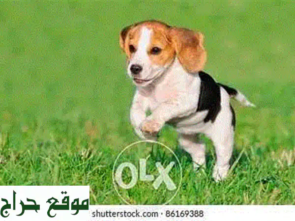 Beagle puppies for reservations