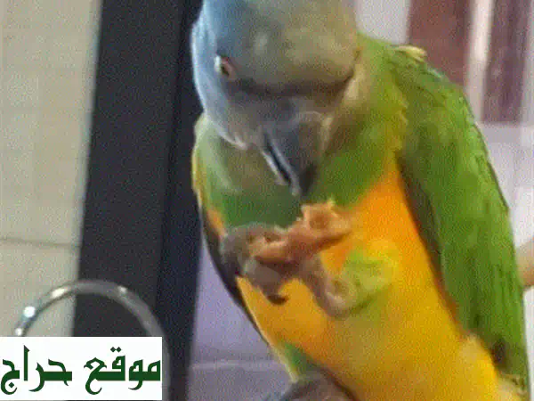 Single Senegal Parrot