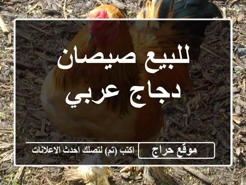 للبيع صيصان دجاج عربي