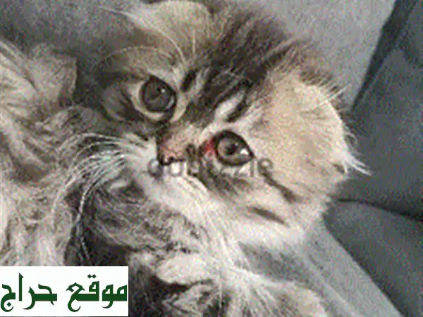 Persianu002 FSiberian type girl cat age 2 months