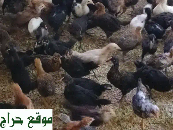 دجاج عماني