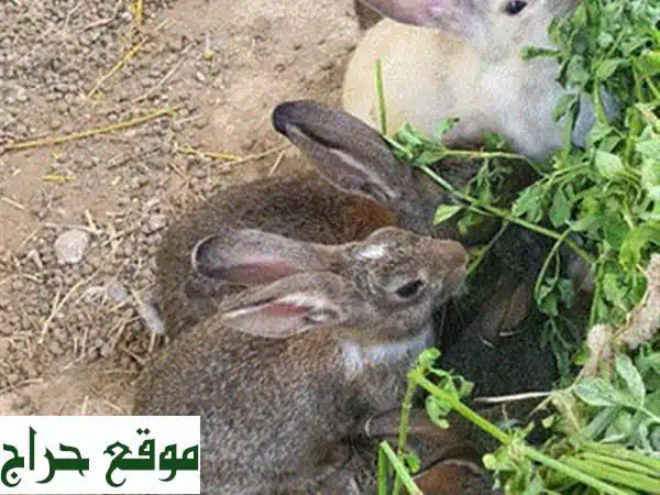 ارانب عمانيه للبيع