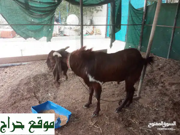 pakistan goat