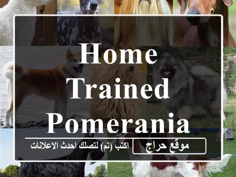 Home trained Pomeranian