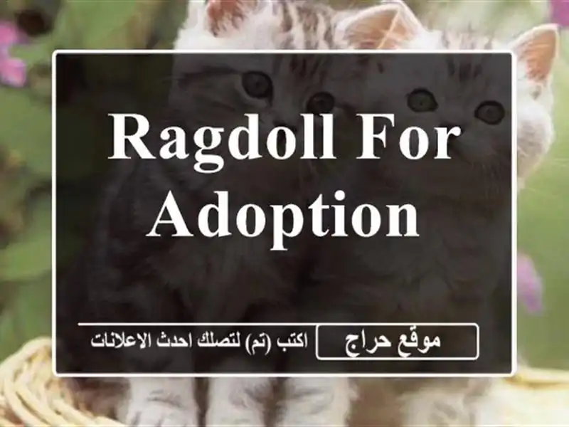 Ragdoll for adoption