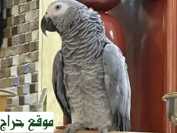 Africa grey parrot available WhatsApp +966562003020