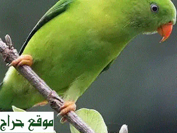 Green Adult parrot