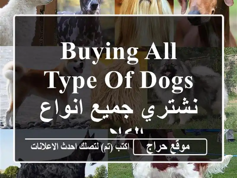 Buying all type of dogs نشتري جميع انواع الكلاب