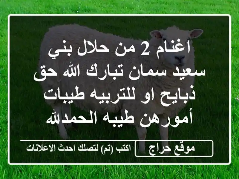 اغنام 2 من حلال بني سعيد سمان تبارك الله حق ذبايح...