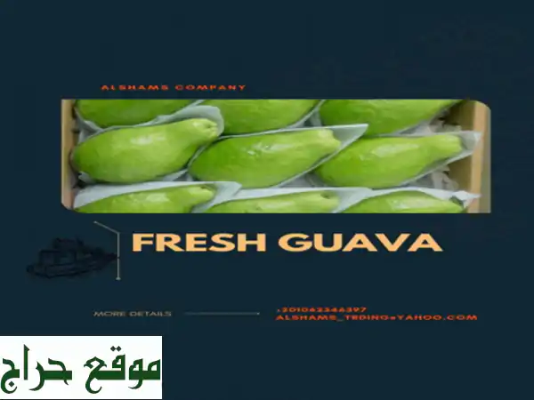 hello we're alshams company <br/>we're global exporter and supplier of #fresh guava <br/>we're bulk ...