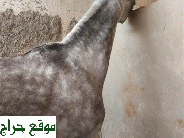 حصان عربي واهو مسجل العمر 3 سنوات معسوف مركوب