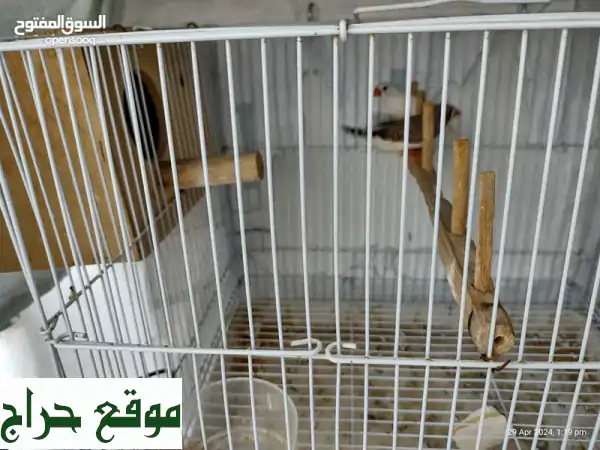 Pair of Finches with cage