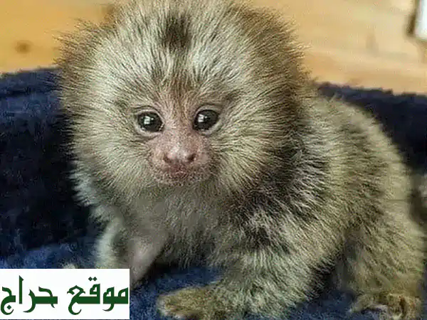 WhatsApp us on our number marmoset monkeys