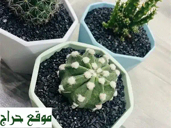 Cute Mini Cactus plant potted. 1 PCS u002 F 3 PCS