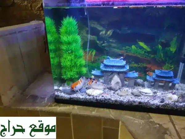 aquarium 60 cm