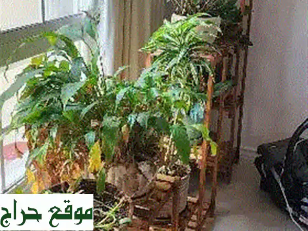 Moving from Bahrain  all house plants and furniture needs to be sold