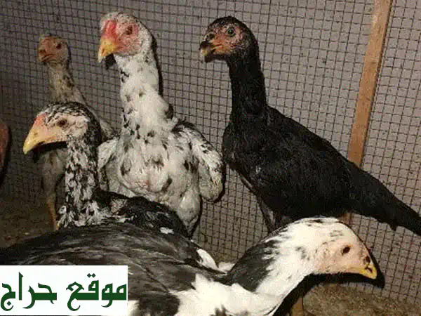 Pakistani hens chicken