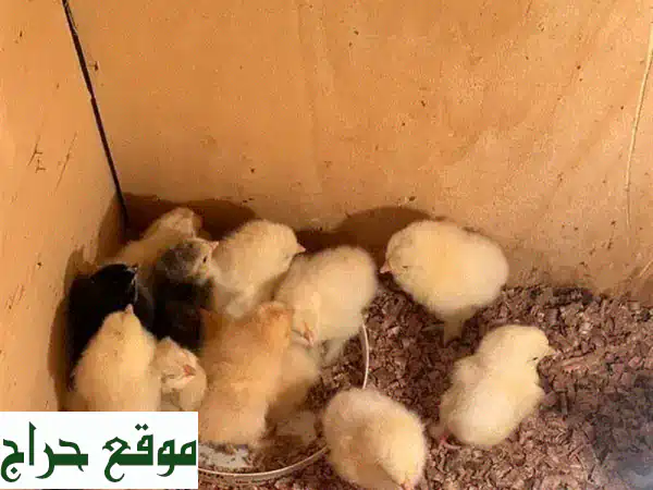 turcky aseel chicks urgent for sale