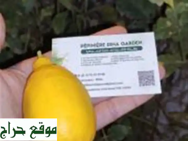 Citron Eurêka ليمون الوريكا 4 فصول