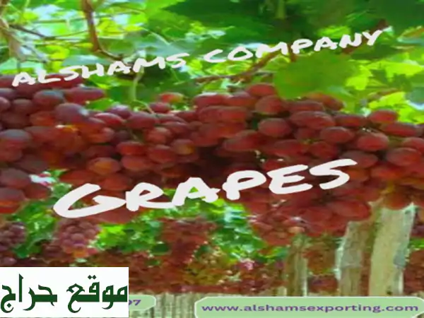 hello we're alshams company <br/>we're global exporter and supplier of #fresh grabes <br/>we're bulk ...