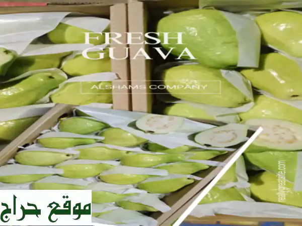 fresh guava <br/>we are alshams for general import and export . <br/>we can supply all kinds of ...