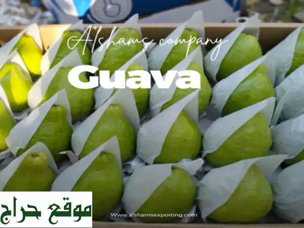 fresh guava <br/>we are alshams for general import and export . <br/>we can supply all kinds of ...