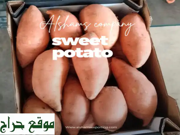 al shams company offers you a sweet potato product with the best quality, competitive price and ...