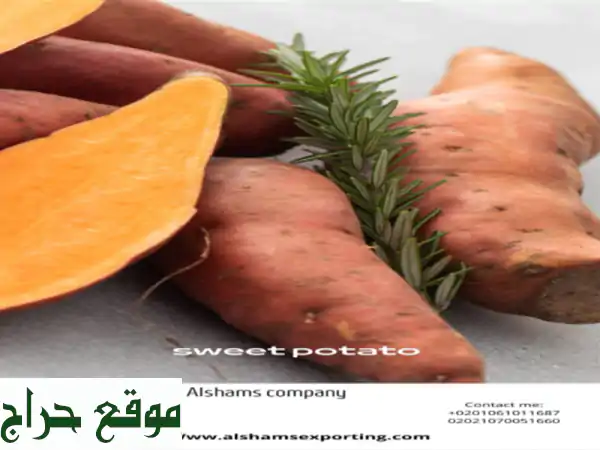 al shams company offers you a sweet potato product with the best quality, competitive price and ...