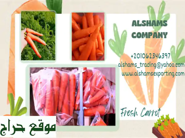 hello we're alshams company <br/>we're global exporter and supplier of #fresh carrot <br/>we're bulk ...