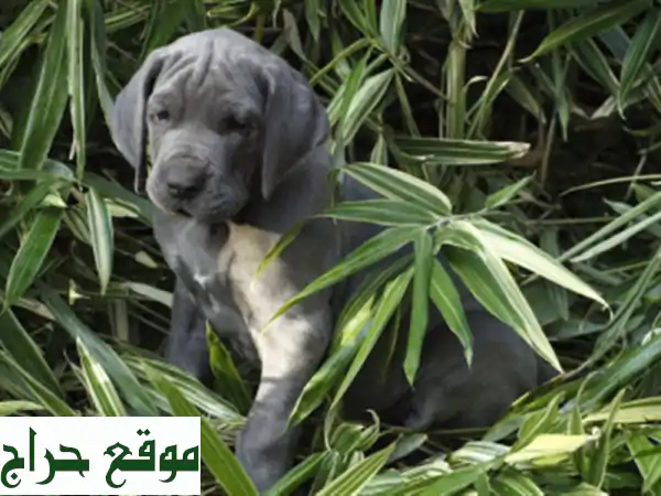 Dogue allemand Bleu ( élevage européen)