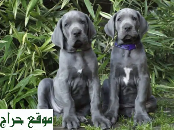 Dogue allemand Bleu ( élevage européen)