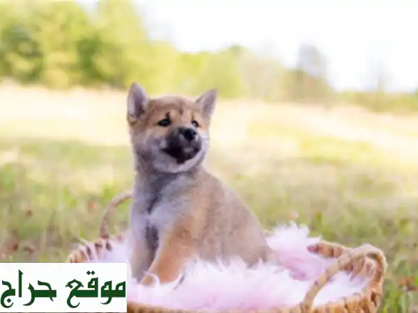 Shiba inu (élevage européen)