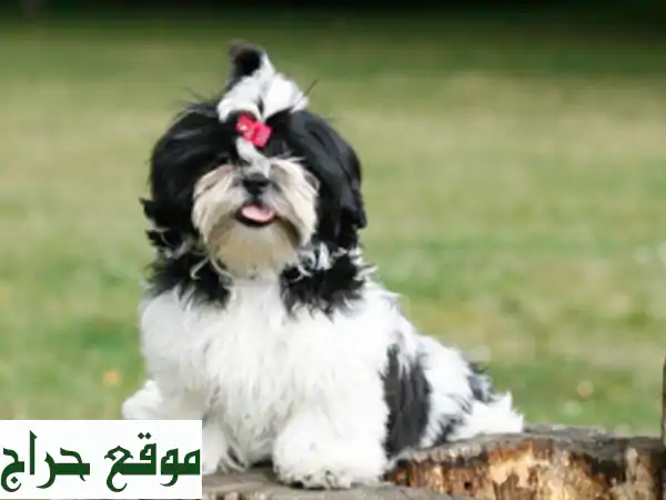 SHIHTZU (élevage européen)