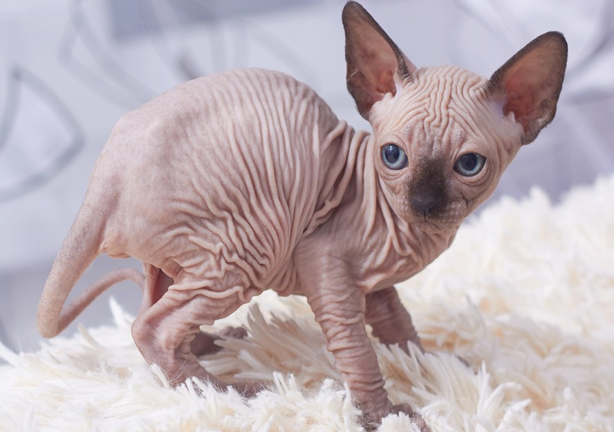 sphynx kittens available
