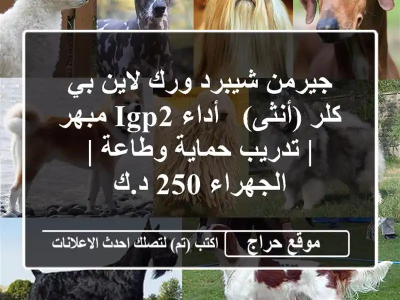 جيرمن شيبرد ورك لاين بي كلر (أنثى) - أداء IGP2 مبهر |...