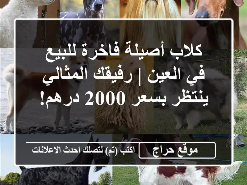 كلاب أصيلة فاخرة للبيع في العين | رفيقك المثالي...