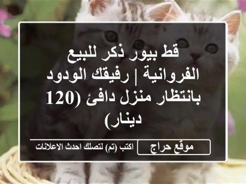 قط بيور ذكر للبيع الفروانية | رفيقك الودود...