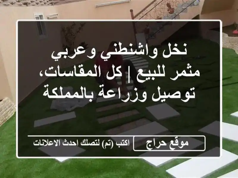 نخل واشنطني وعربي مثمر للبيع | كل المقاسات،...
