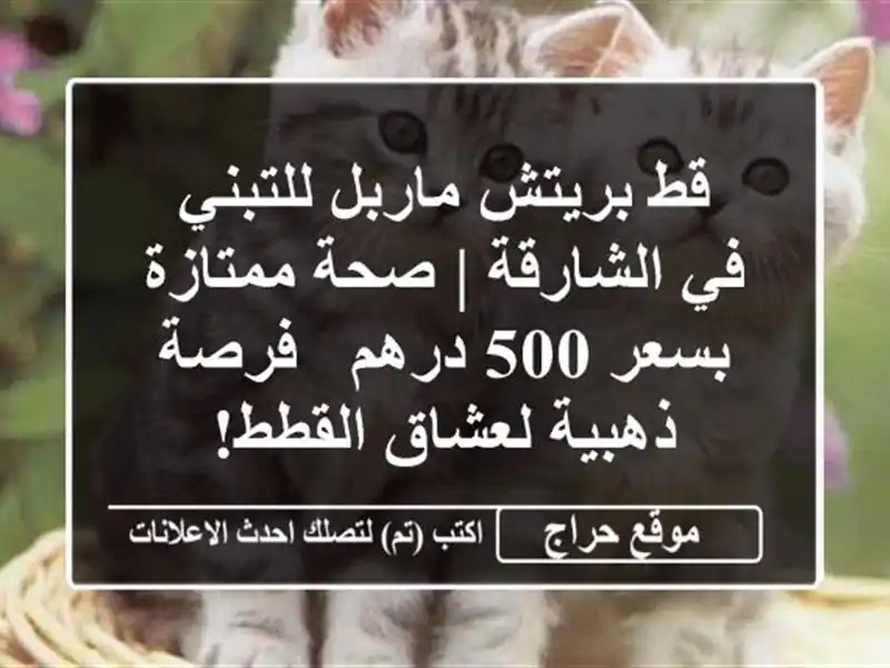 قط بريتش ماربل للتبني في الشارقة | صحة ممتازة بسعر...