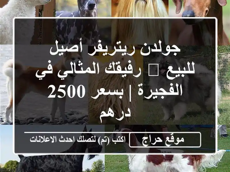 جولدن ريتريفر أصيل للبيع 🐾 رفيقك المثالي في الفجيرة...