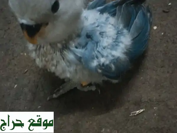 فرصة ذهبية: 3 ببغاوات روز أليفة للبيع - ذكر مدرب...