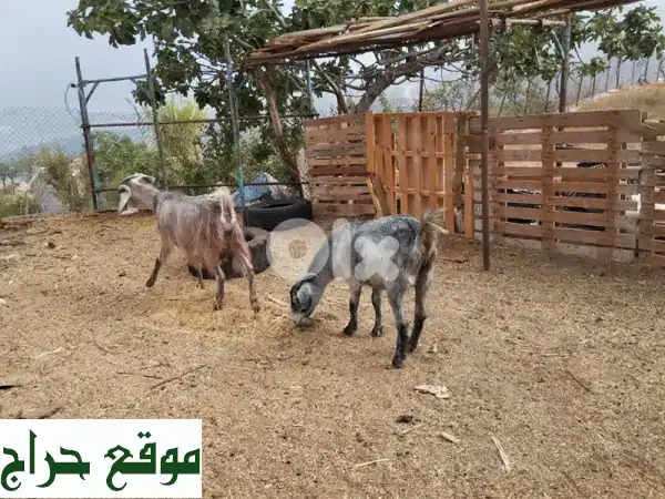 فرصة ذهبية: زوج ماعز بلدي حلوب للبيع - إنتاج حليب...