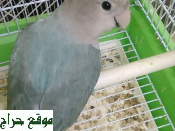 فرصة ذهبية: 3 ببغاوات روز أليفة للبيع - ذكر مدرب وفراخ بصحة جيدة (سعر مميز)