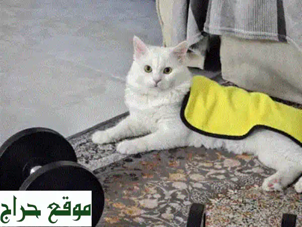 فرصة لا تعوض: قطة شيرازي أنثى بجمال آسر وعمر 4 شهور - رفيقة أحلامك الودودة!