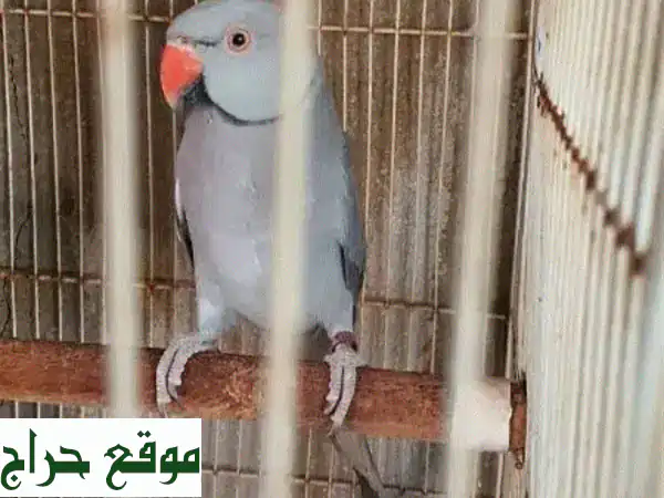 للبيع: زوج متو أزرق ورصاصي فاخر | جاهز للإنتاج وحجم 'ما شاء الله' وصحة مثالية!