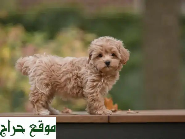 كلب مالتيبو للبيع | جراء رائعة (ذكر وأنثى) مطعمة...