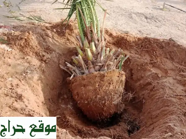 امتلك أجود نخيل للبيع: سكري، صقعي، خلاص، مجدول، وجميع الأنواع والمقاسات - جودة مضمونة!